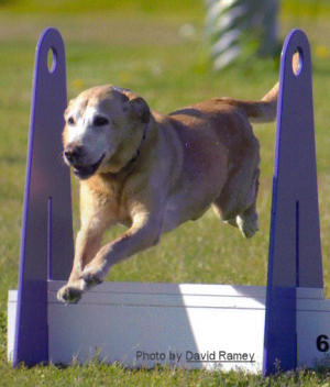Toby - flyball!