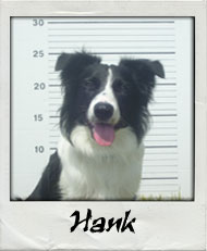 Hank