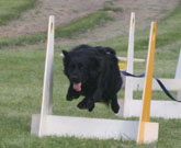 Flyball Classes