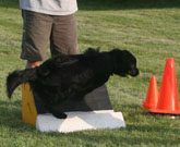 Flyball Classes Box Work 4