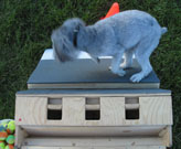 Flyball Classes Box Work 3