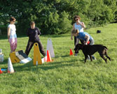 Flyball Classes Box Work