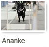 Ananke