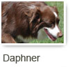 Daphner