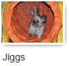 Jiggs