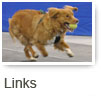 Links