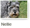 Nellie