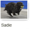 Sadie