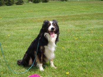 Toby