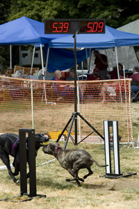 Dogs Passing