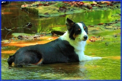 Bosco Cooling Down