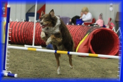 Playful Pups Agility