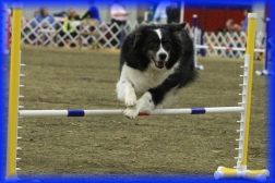 Playful Pups Agility