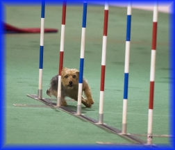 Playful Pups Agility