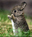 babybunny.jpg (3878 bytes)