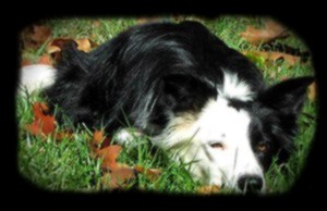 Sage Stalking