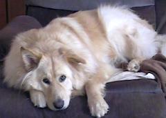 Henry doin' the pause couch