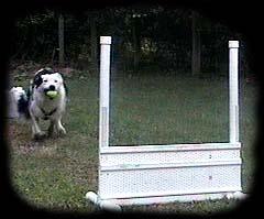 Krunch doing flyball run