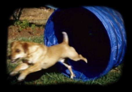 Poncho loves the tunnel