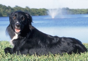 Abby Doggy