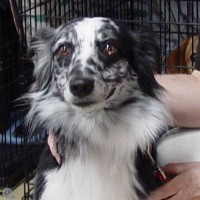 Gracie